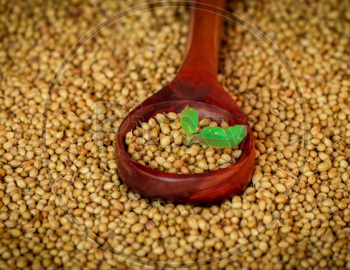 Organic Dried Coriander Seeds (Coriandrum Sativum) In Wooden Bowls With Spoon,Dry Coriander Seeds In Spoon,Selective Focus On Subject,Dried Coriander Seed Bowl