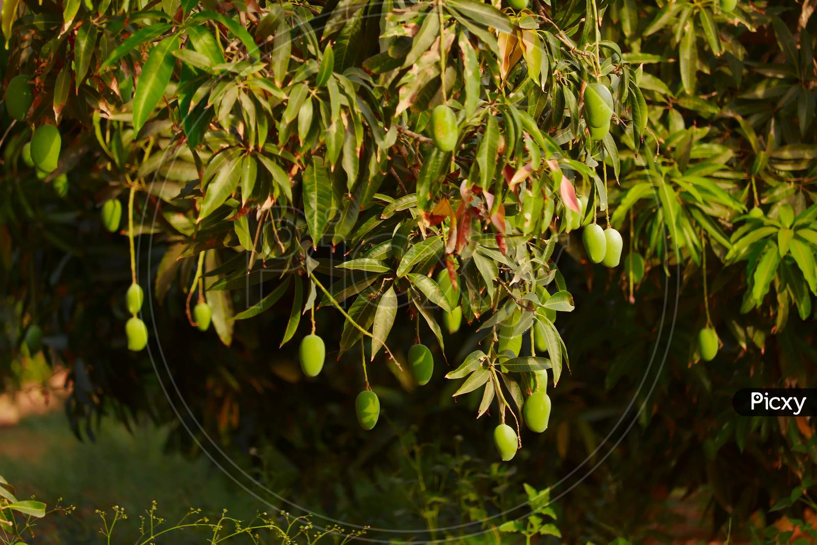 Mango Hanging On The Tree Of Mango Tree,Popular Fruit In India,Agriculture Of Mango Fruit,Agriculture Concept