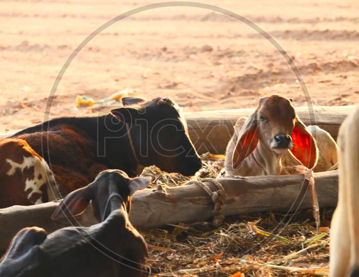 Cattle Shed Rural India, Resting Cow Calf In Farm,Dairy Products And Agriculture Industry