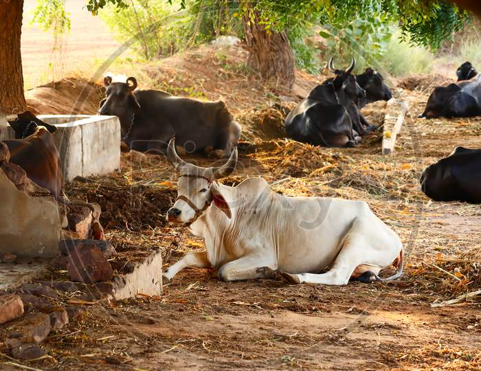 Indian Cow Cattle And Buffalo Baby In Farm,Cattle Shed Rural India,Indian Countryside With Baby Cow And Buffalo, Farming And Dairy Products Concept,