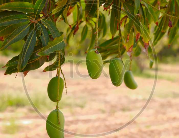 Many Young Green Mango On The Mango Tree In The Garden,Mango On Tree,Cultivation Of Mangoes,Mango Tree Raw Green Fruit Fruiting In Maharashtra India,Selective Focus