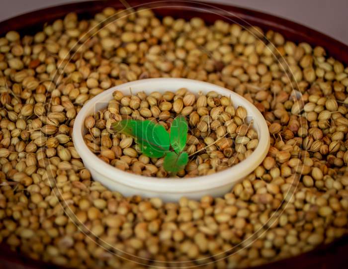 Organic Dried Coriander Seeds (Coriandrum Sativum) In Wooden Bowls With Spoon,Dry Coriander Seeds In Spoon,Selective Focus On Subject,Dried Coriander Seed Bowl