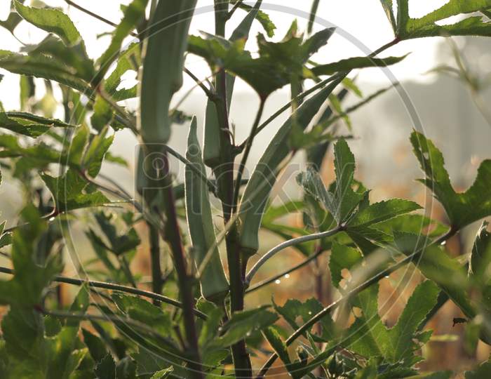 Lady'S Finger, Okra In A Kitchen Garden,Carmine Splendor Green Okras, Green Okra Flower And Vegetable,Okra And Her Plants, Organic Food Or Herb Plant, Fresh Green Okra And Flower