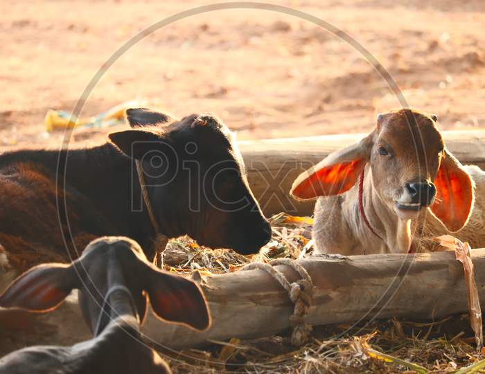 Buffalo And Cows On A Farm In India,Indian Cow Tabela In Gujarat,Dairy Cows In A Farm,Indian Buffalo