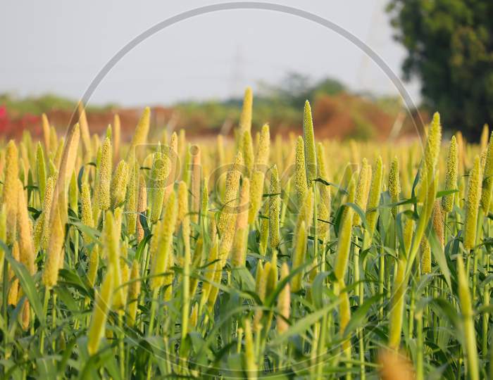 Millet Or Sorghum Plant Views In A Farmland,Cultivation Pearls Millet Fields,Pearls Production Of Beer And Wine,Fields Of Pearl Millets ( Bajra )
