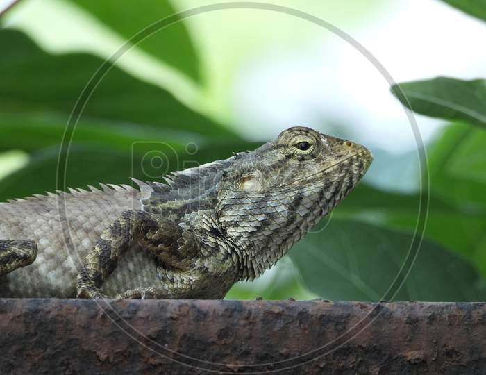 Oriental garden lizard in natural habitat