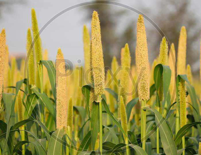 Cultivation Pearls Millet Fields,Millet Fields,The Crop Is Know As Bajri Agriculture,Agriculture Concept,Fields Of Pearl Millets ( Bajra ) In Southeast Asia
