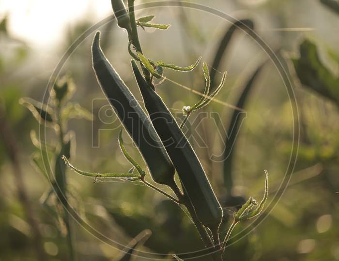 Organic Food Or Herb Plant, Fresh Green Okra And Flower, Natural Okra Plants And Flowers With Morning Sunlight,Bhindi Plants,Plant Of Okra,Selective Focus On Subject,Vegetables In Farm