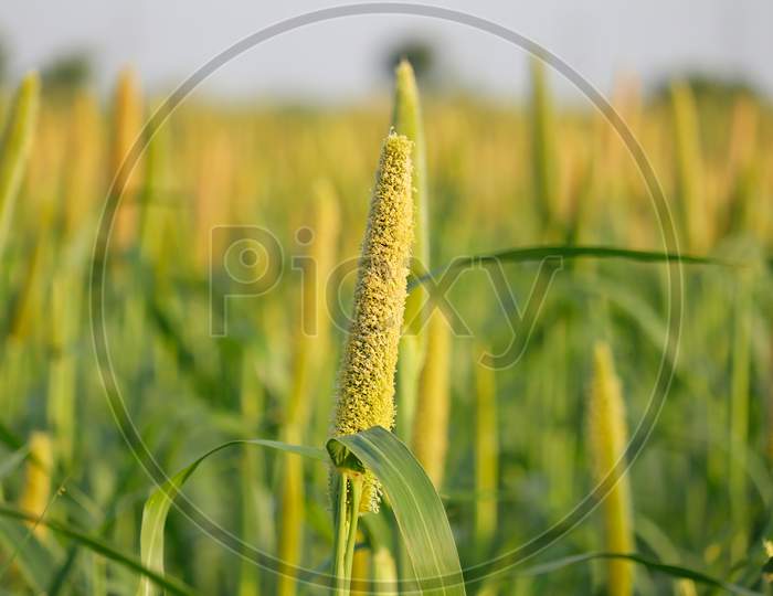 Cultivation Pearls Millet Fields,Pearls Production Of Beer And Wine,Fields Of Pearl Millets ( Bajra ) In Gujarat