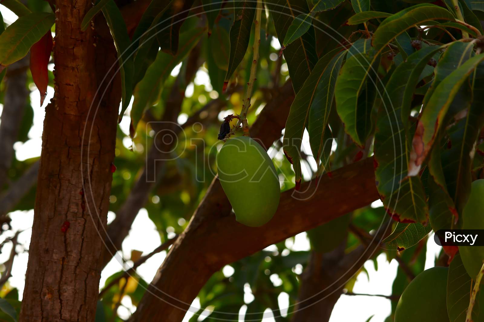 Mangoes On Branch And Green Leaf,Mango On Tree,Unripe Mangoes On Tree,Bunch Of Fresh Mangoes Hanging From Tree,Selective Focus