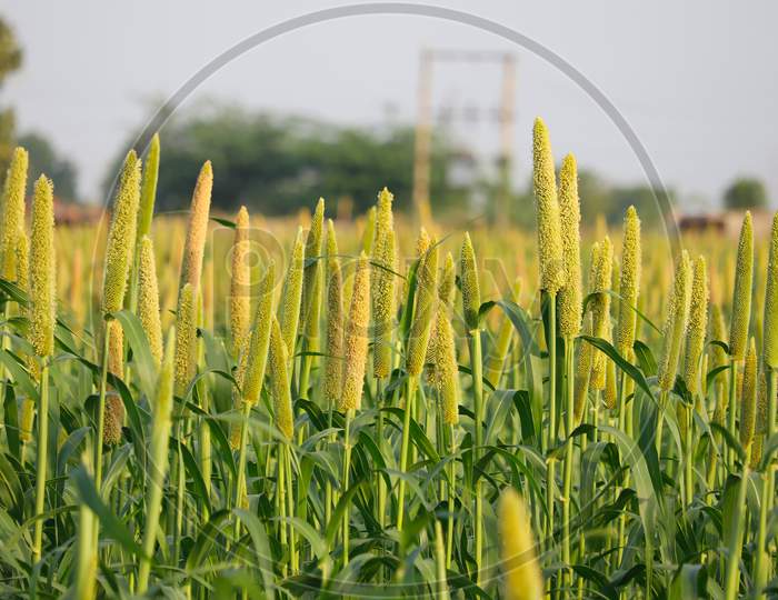 Cultivation Pearls Millet Fields,Pearls Production Of Beer And Wine,Fields Of Pearl Millets ( Bajra ) In Gujarat