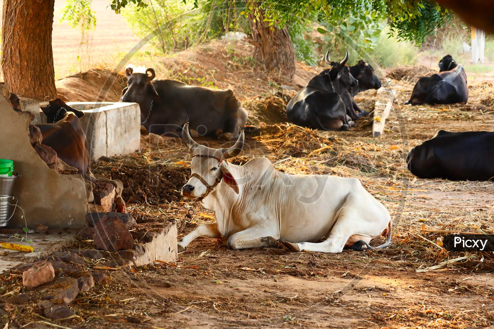 Indian Cow Cattle And Buffalo Baby In Farm,Cattle Shed Rural India,Indian Countryside With Baby Cow And Buffalo, Farming And Dairy Products Concept,