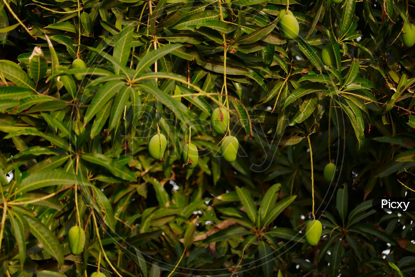 Raw Mango Fruit On The Tree,Mango Orchard And Mango Tree Ready To Harvest,Mango On Tree,Close Up View Of Raw Fruit,Selective Focus