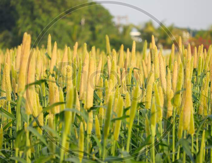 The Crop Is Know As Bajri Agriculture,Agriculture Concept,Fields Of Pearl Millets ( Bajra ) In Southeast Asia