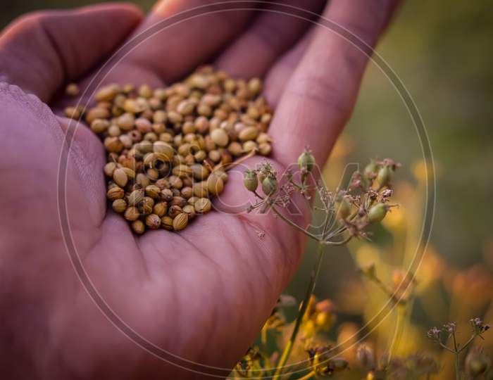 Man Hand On Coriander Plant,Cultivation Of Coriander, Coriander Plant With Seeds,Indian Spice Coriander Seeds