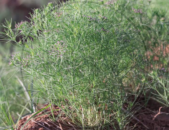 Cumin Cultivation And Plants,Unripped Cumin Seeds And Jeera Or Zira Plants,Cumin Plant Or Zeera Plants,