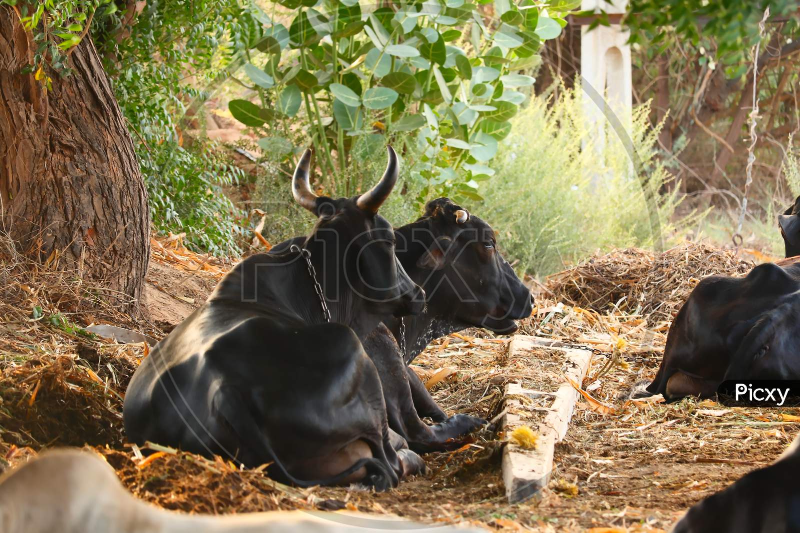 Indian Countryside With Black Buffalo And Cow In Farm,Cattle Shed Rural India,Water Buffalo Resting In Farm