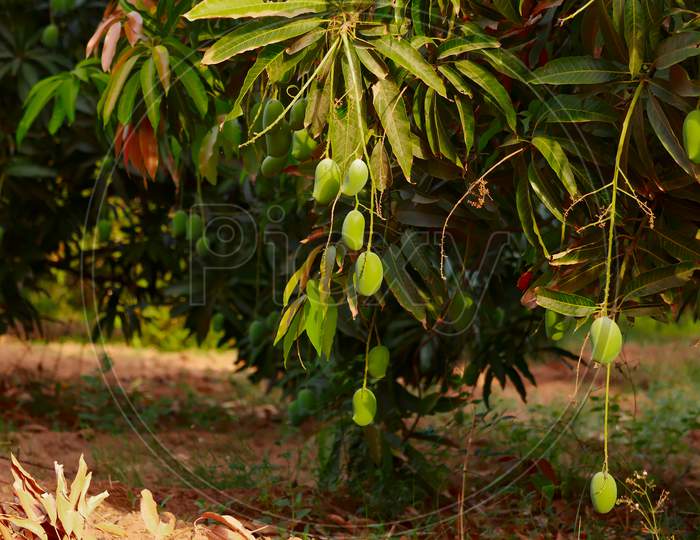 Mango Hanging On Tree With Blue Sky,Mango Fruit In Tree,Raw Mango Fruit On The Tree,Beautiful Mango Garden