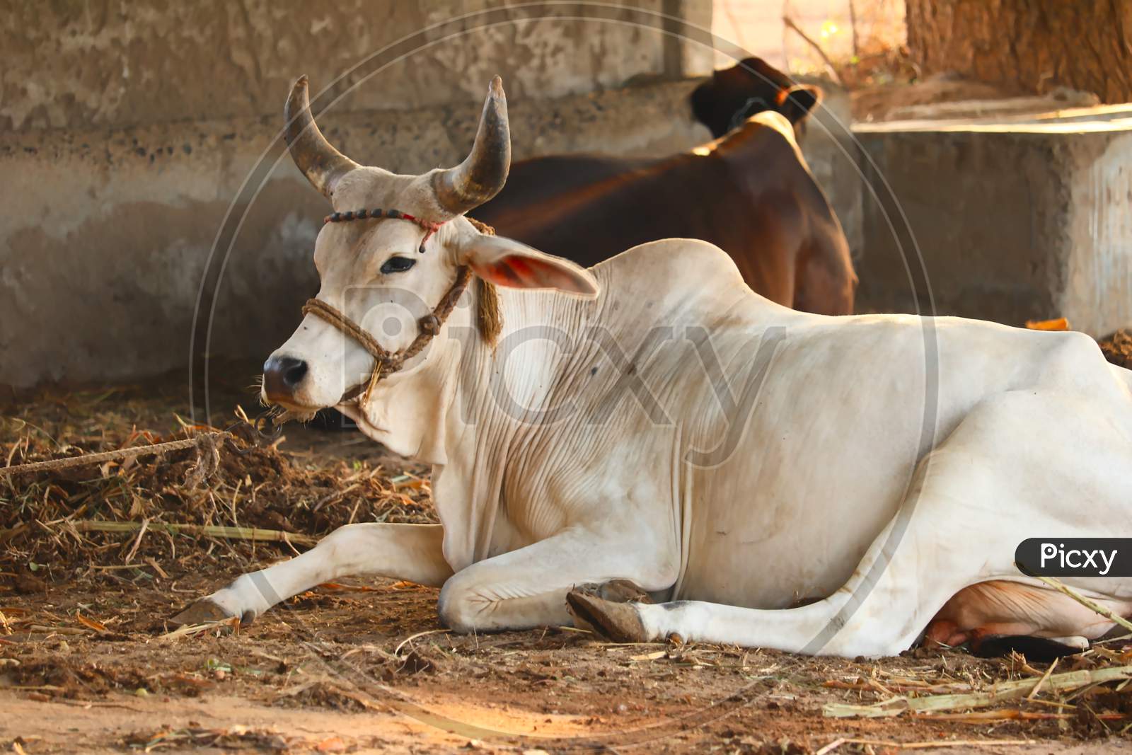 Cattle Shed Rural India, Resting Cow Calf In Farm,Dairy Products And Agriculture Industry