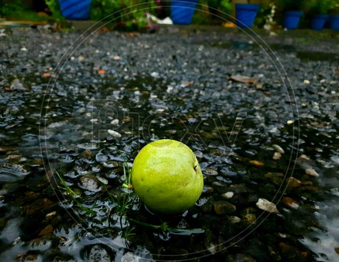 Rainy lemon