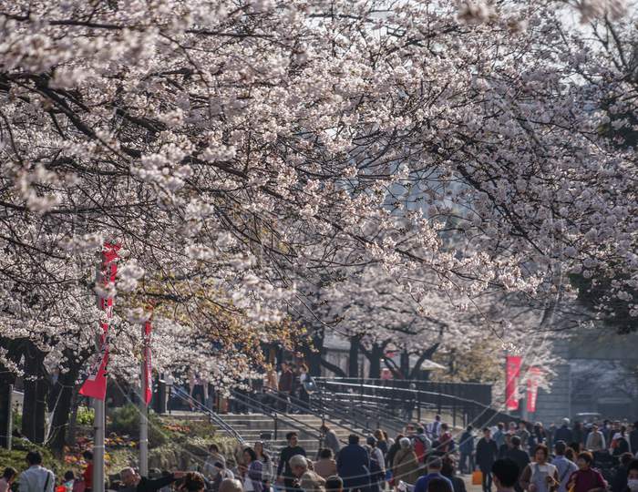Sakura Lined Gallery Of Sumida Park