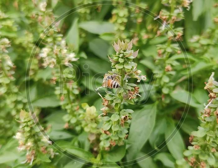 Honey Bee Drinking the juice of Basil flowers