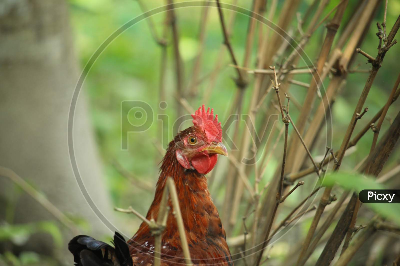 Screenshot der Roostake Casino Webseite oder Spieloberfläche, die das Benutzerinterface und Spieleauswahl zeigt