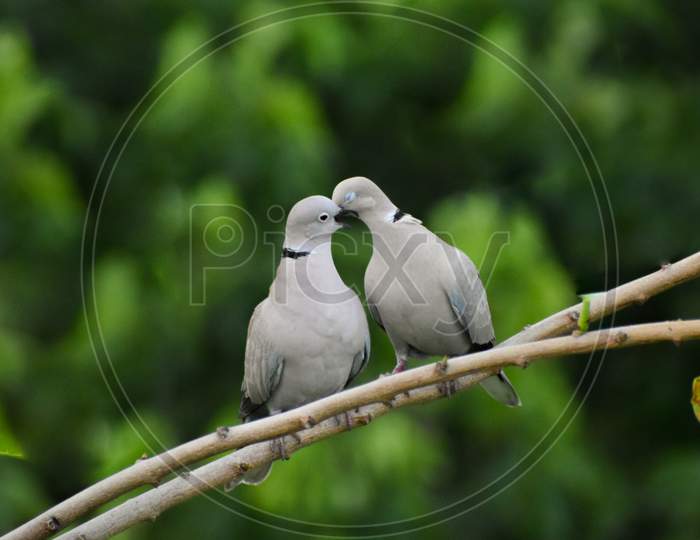 Birds kissing