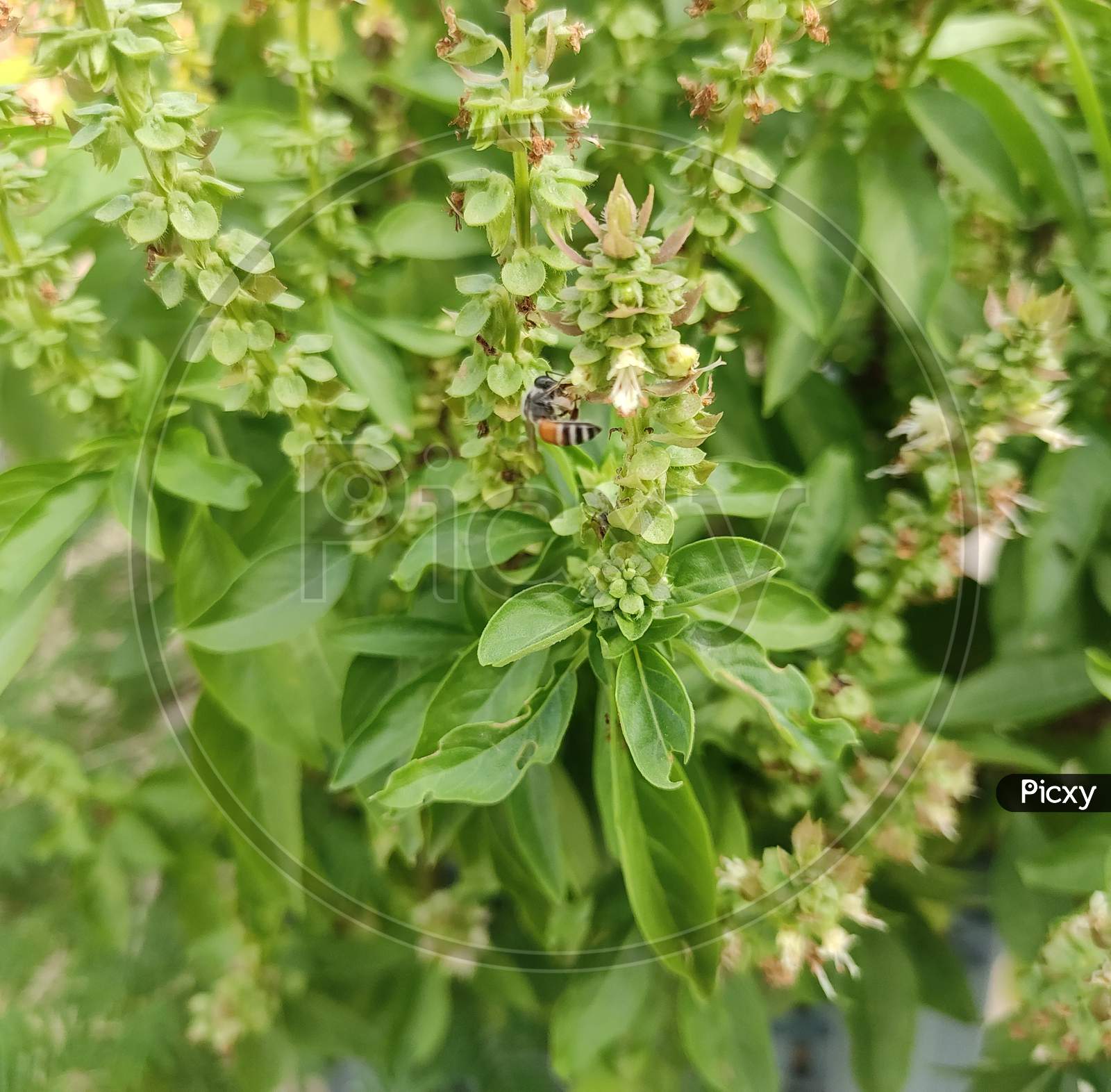 Honey Bee Drinking the juice of Basil flowers and produces Honeyey