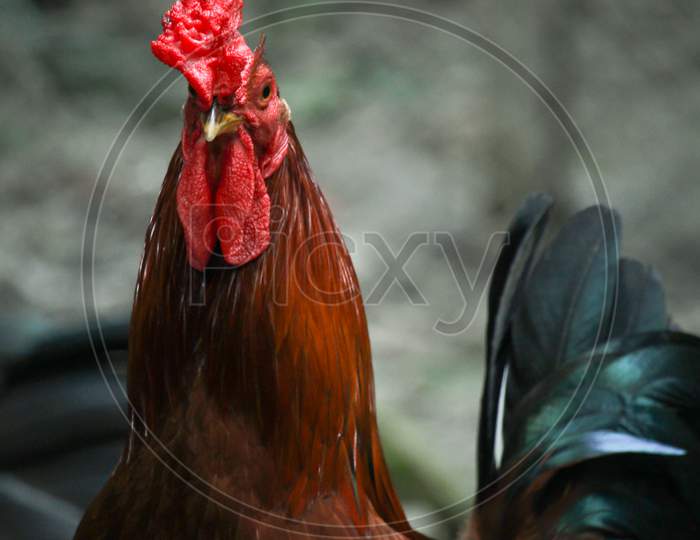Portrait Of A Red Rooste. The Breed Of Rooster Is Bangladeshi