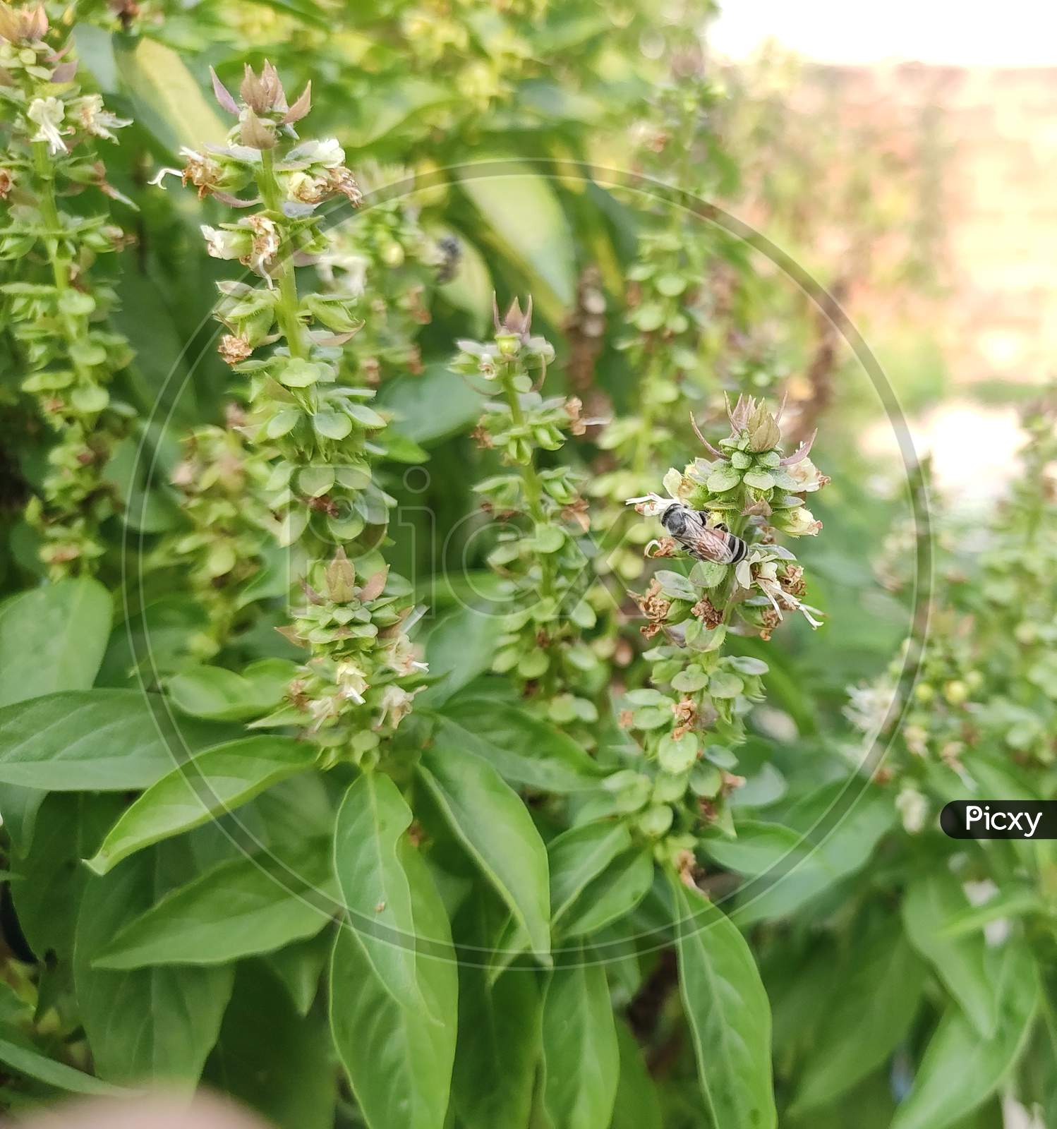 Image of Honey Bee Drinking the juice of Basil flowers and