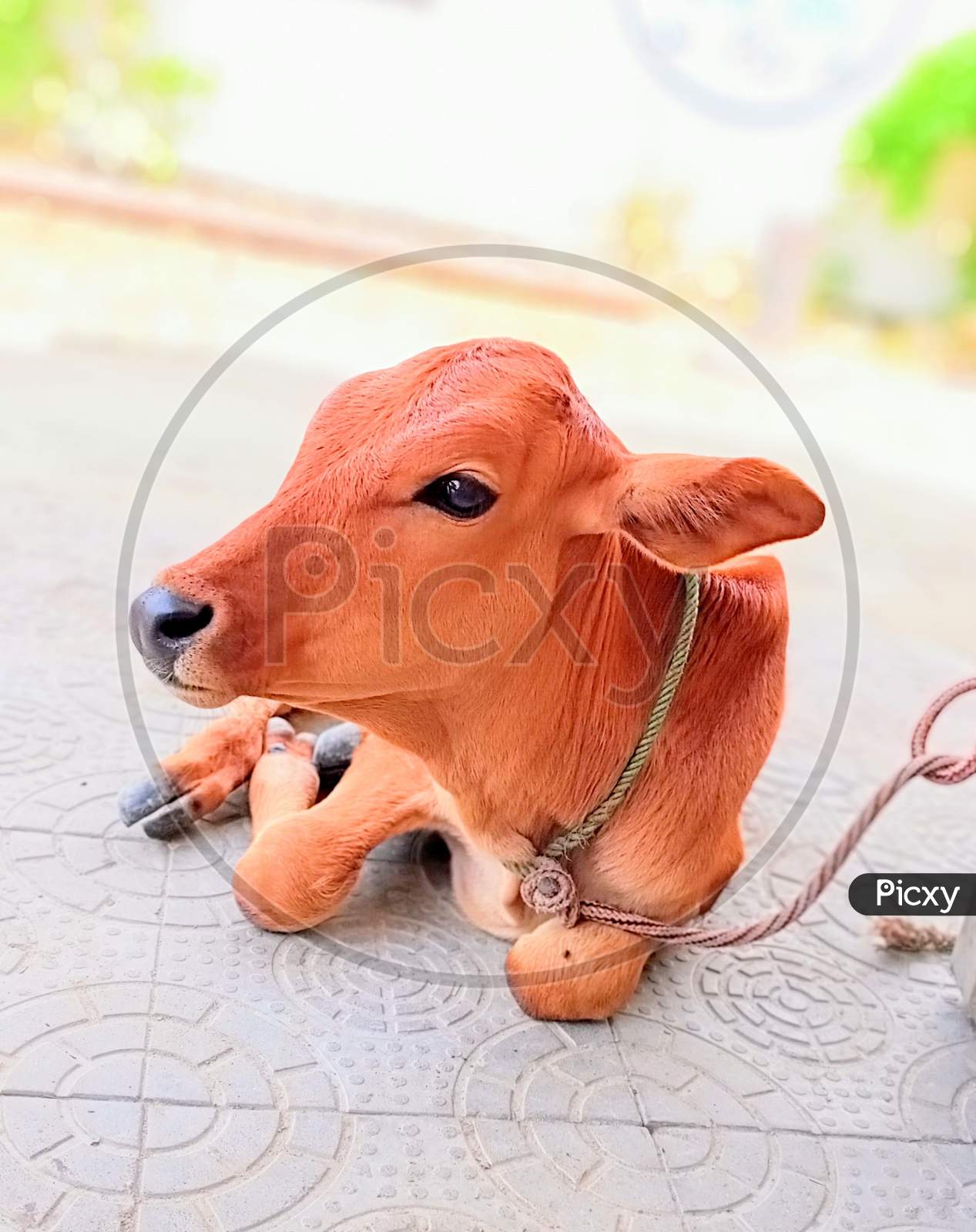 image-of-calf-lt521539-picxy