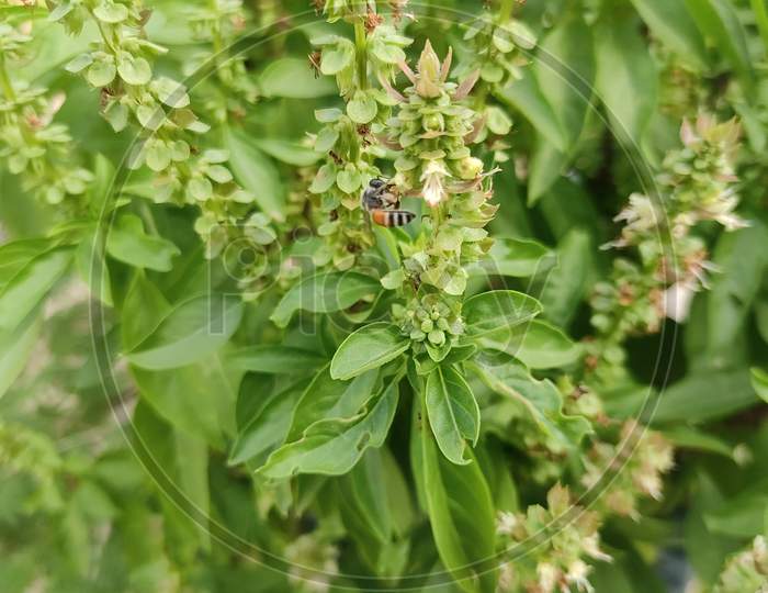 Honey Bee Drinking the juice of Basil flowers and produces Honeyey