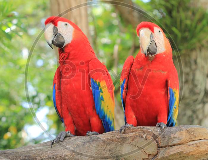Color parot birds