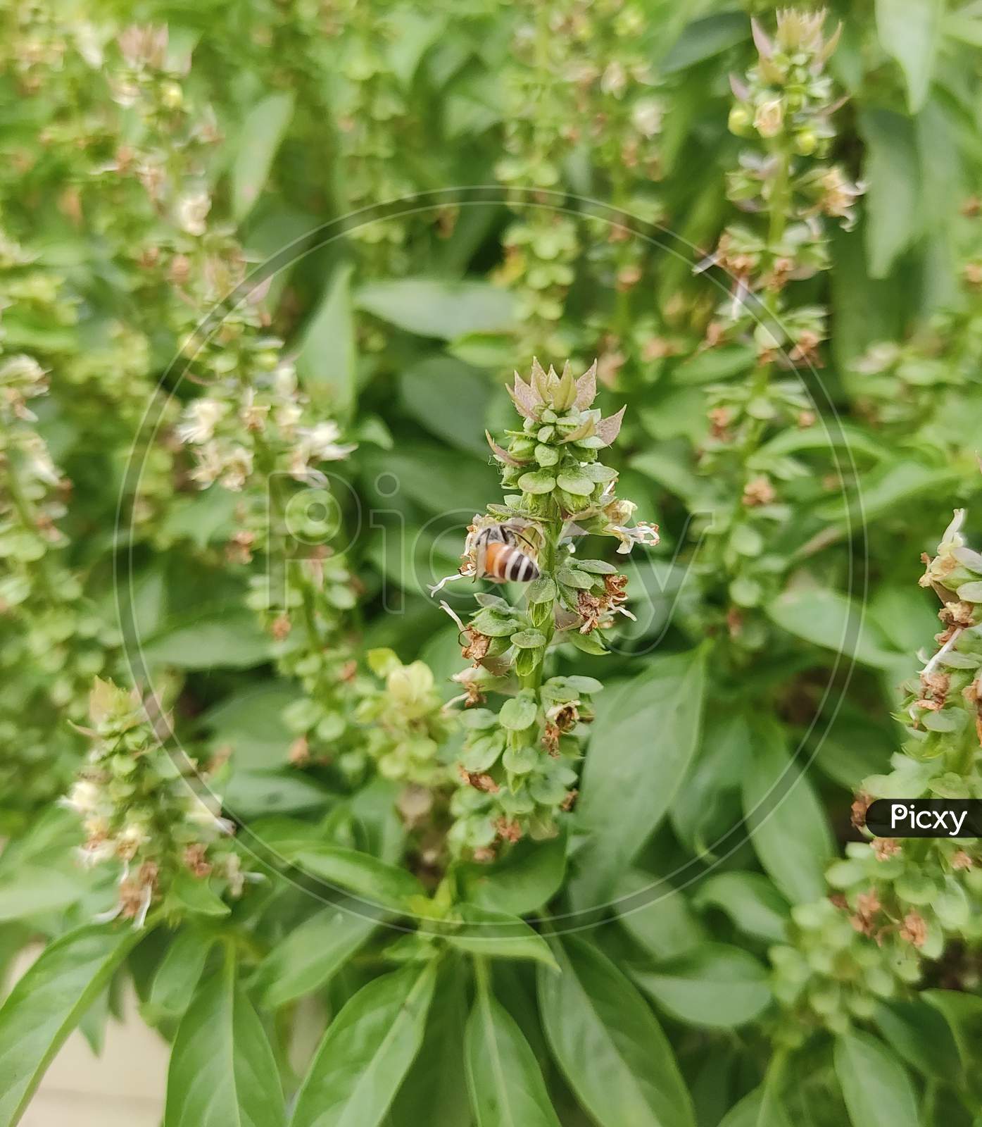 Honey Bee Drinking the juice of Basil flowers