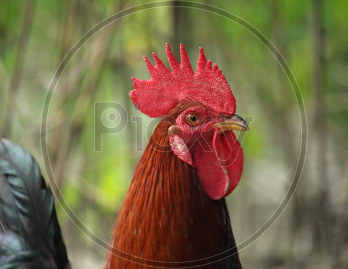 Portrait Of A Red Rooste. The Breed Of Rooster Is Bangladeshi