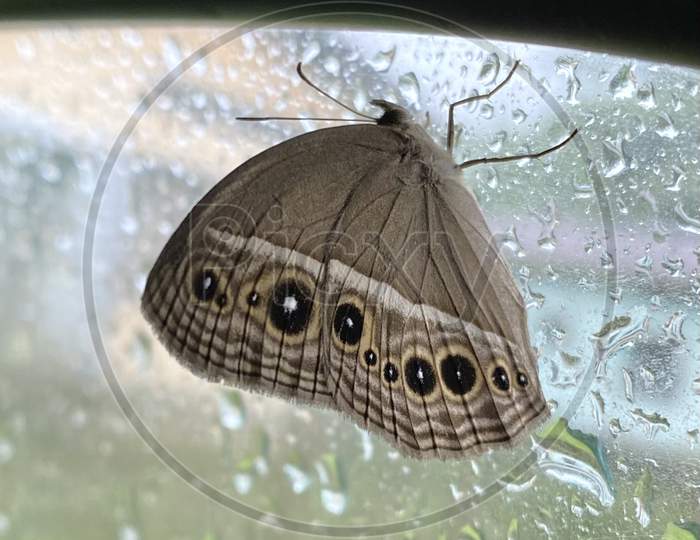 Butterfly in windshield