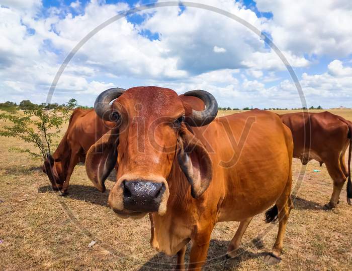 Desi Gir Cows in rural India