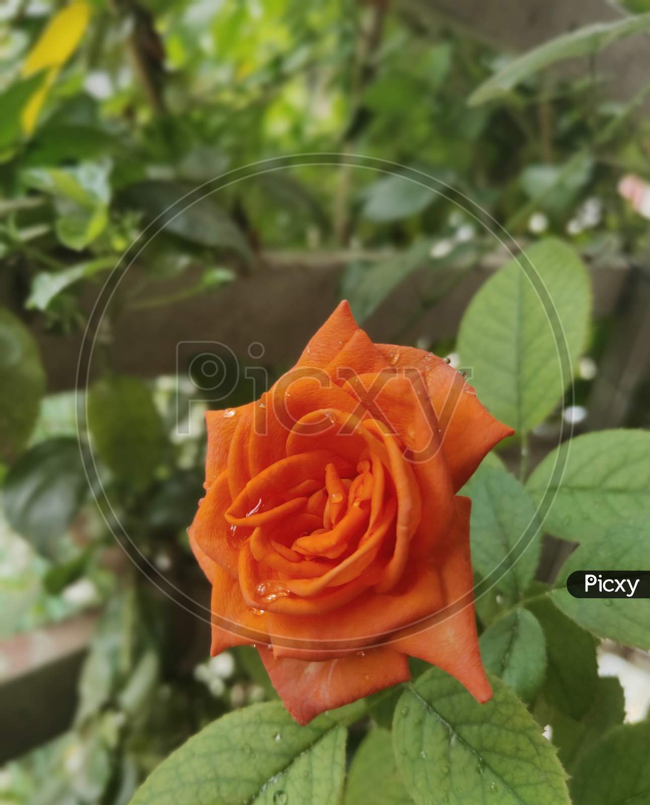 The orange rose.