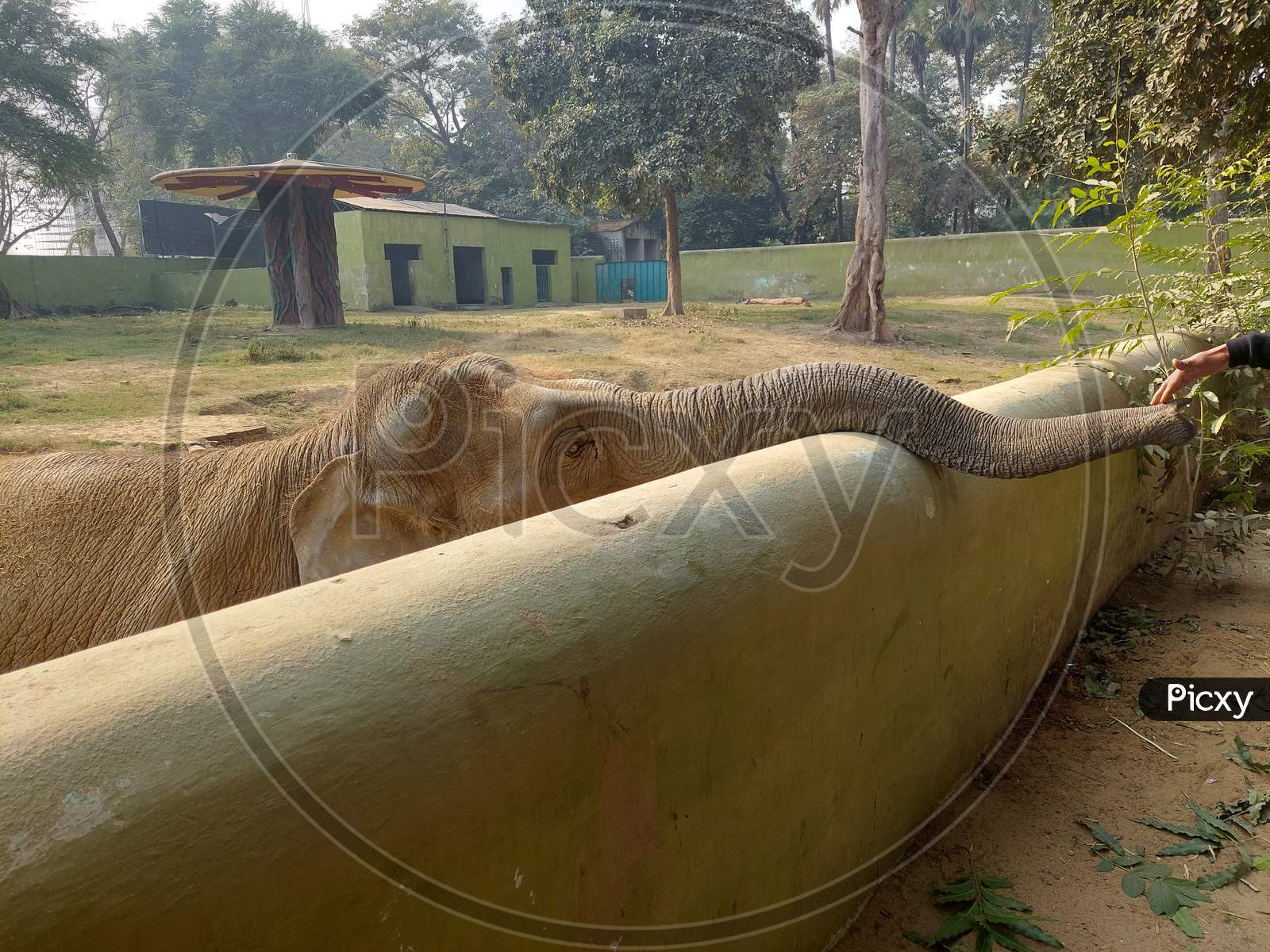 zoo elephant
