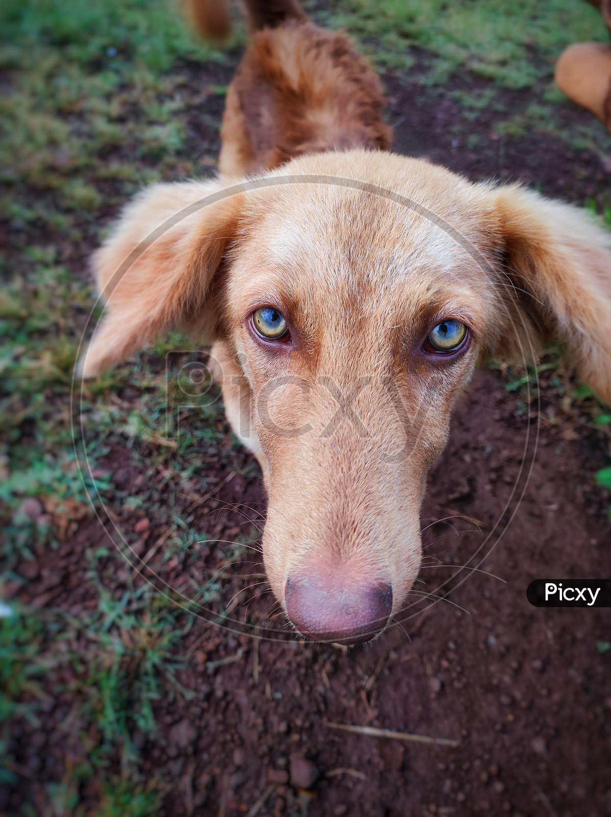 Golden Brown small dog closeup image