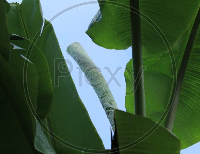 Water Drops On The Tropical Dark Foliage Green Banana Leaf