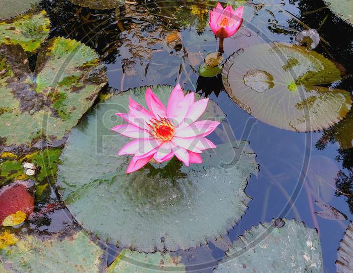 lotus in water