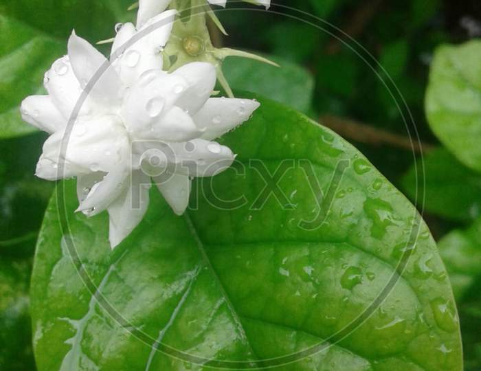 Beautiful white flower with green leaves.