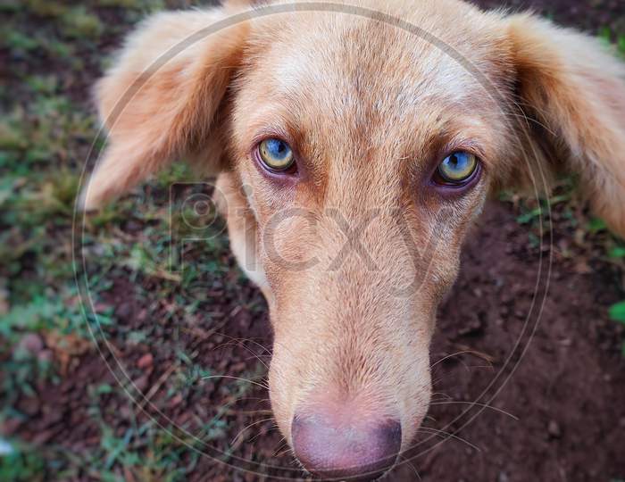 Golden Brown small dog closeup image