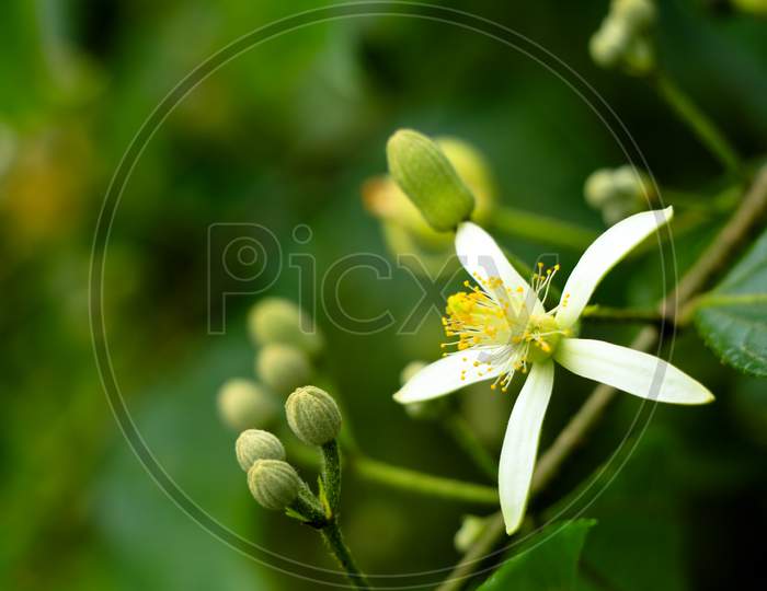 Image of Flowers Of One Variety Of Grewia Tiliifolia Tree In The ...