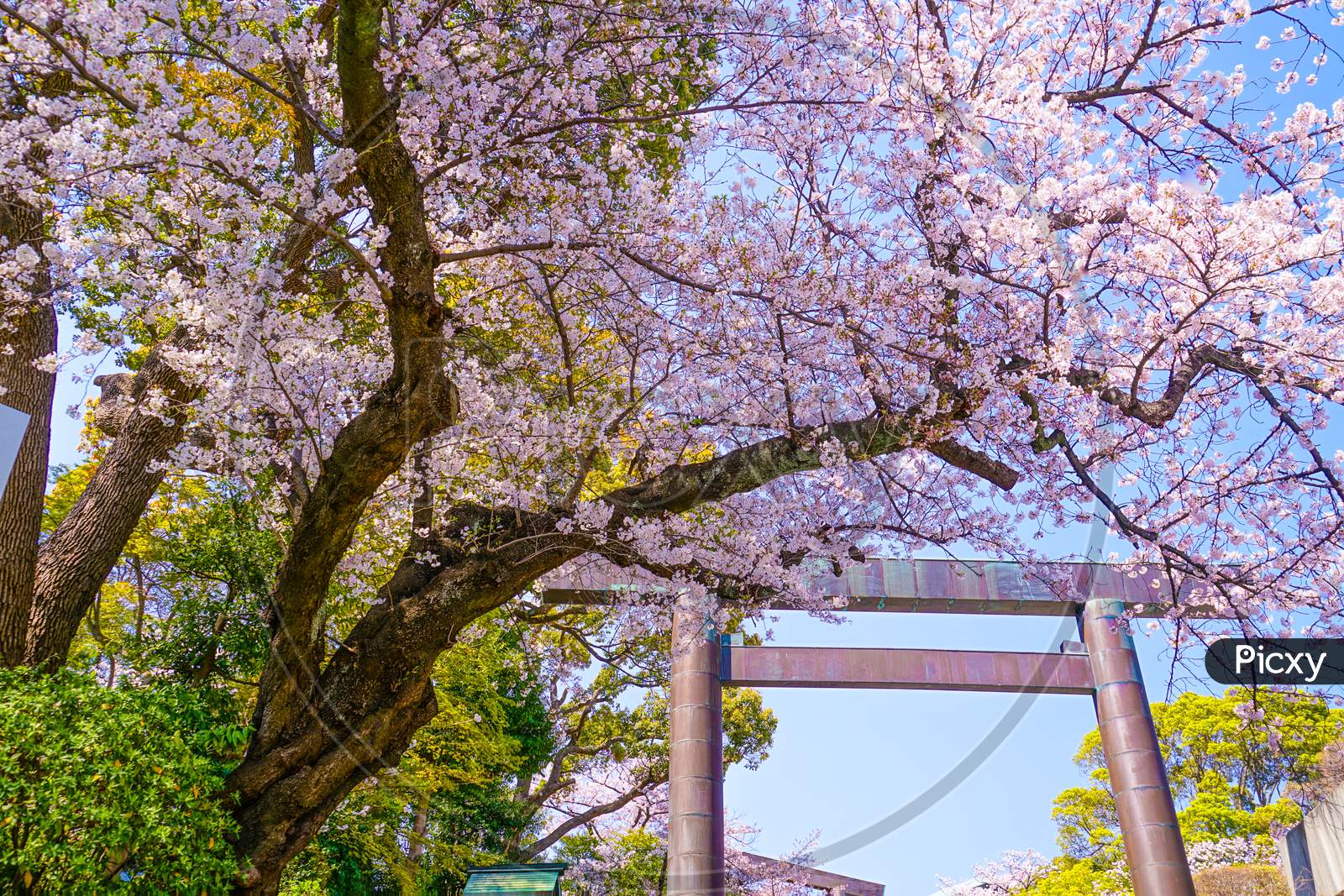 Shrine Ornaments And Cherry Blossoms