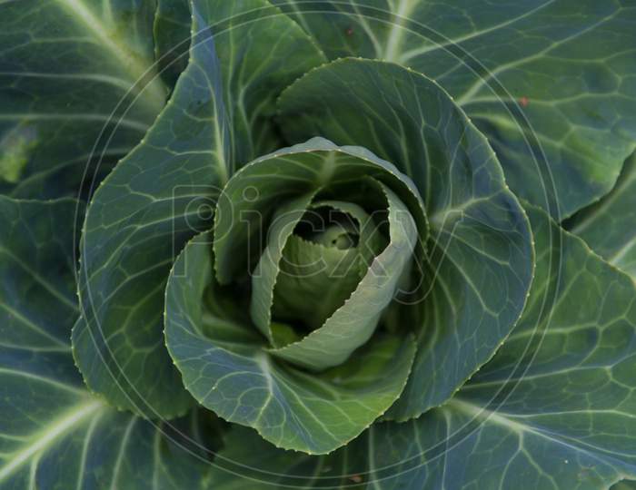 Overhead View Of A Small Cabbage In The Vegetable Garden
