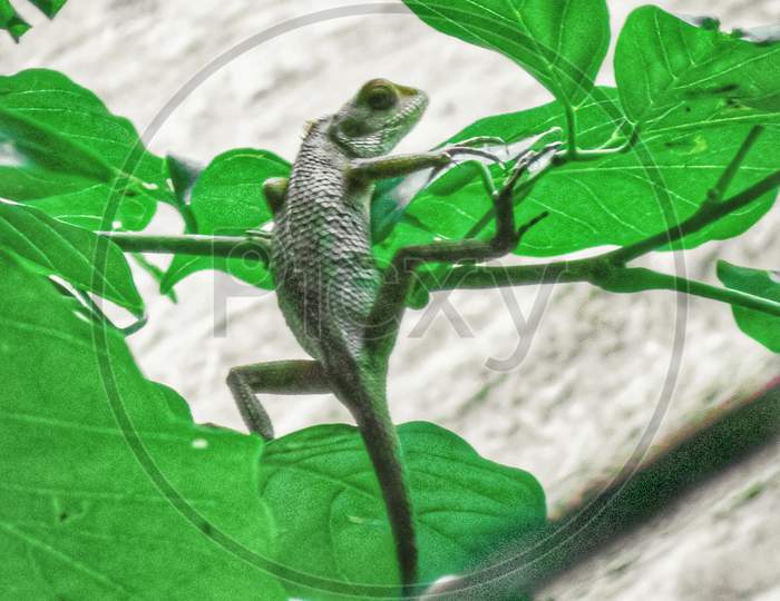 Lizard sitting on green plant