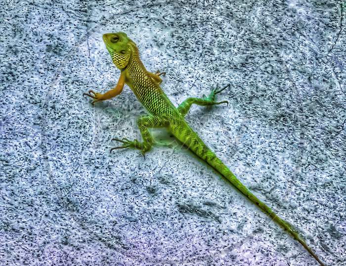 Colour changing lizard on wall
